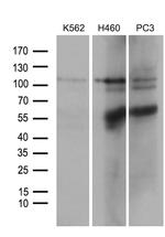 OTUD7B Antibody in Western Blot (WB)