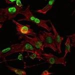 OTX2 Antibody in Immunocytochemistry (ICC/IF)