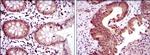 OTX2 Antibody in Immunohistochemistry (Paraffin) (IHC (P))