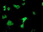 OXNAD1 Antibody in Immunocytochemistry (ICC/IF)