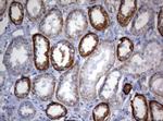 OXSM Antibody in Immunohistochemistry (Paraffin) (IHC (P))