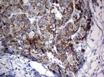 OXSM Antibody in Immunohistochemistry (Paraffin) (IHC (P))