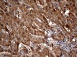 OXSM Antibody in Immunohistochemistry (Paraffin) (IHC (P))