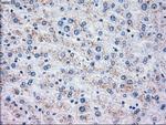 OXSR1 Antibody in Immunohistochemistry (Paraffin) (IHC (P))