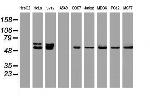 OXSR1 Antibody in Western Blot (WB)