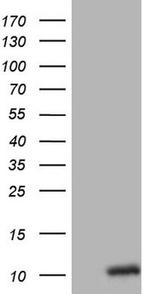 OXT Antibody in Western Blot (WB)