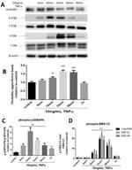 Occludin Antibody in Western Blot (WB)