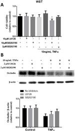 Occludin Antibody in Western Blot (WB)