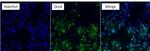 OCT4 Antibody in Immunocytochemistry (ICC/IF)