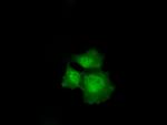 P16 Antibody in Immunocytochemistry (ICC/IF)