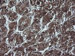 CDKN2A (p16INK4a) Antibody in Immunohistochemistry (Paraffin) (IHC (P))