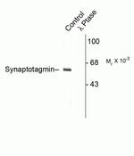 Phospho-Synaptotagmin 1 (Thr202) Antibody in Western Blot (WB)