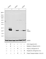 IL-6 Antibody in Western Blot (WB)