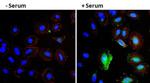 VEGF Antibody