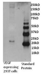 VEGF Antibody in Western Blot (WB)