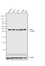 VEGF Antibody in Western Blot (WB)