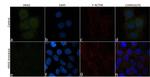 H-Ras Antibody in Immunocytochemistry (ICC/IF)