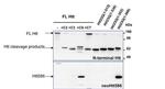 Huntingtin Antibody in Western Blot (WB)