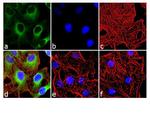 Phospho-HSP27 (Ser15) Antibody