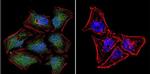 NFAT5 Antibody in Immunocytochemistry (ICC/IF)