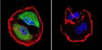 NFAT5 Antibody in Immunocytochemistry (ICC/IF)