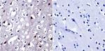 NFAT5 Antibody in Immunohistochemistry (Paraffin) (IHC (P))