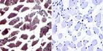 NFAT5 Antibody in Immunohistochemistry (Paraffin) (IHC (P))