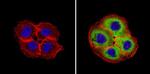 Cyclophilin A Antibody in Immunocytochemistry (ICC/IF)