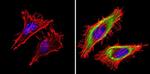 Cyclophilin A Antibody in Immunocytochemistry (ICC/IF)