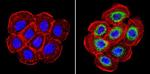 Cyclophilin B Antibody in Immunocytochemistry (ICC/IF)