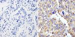 Cyclophilin B Antibody in Immunohistochemistry (Paraffin) (IHC (P))