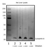 Cyclophilin B Antibody in Western Blot (WB)