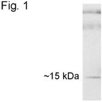 Cyclophilin 40 Antibody in Western Blot (WB)