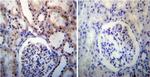 NPM1 Antibody in Immunohistochemistry (Paraffin) (IHC (P))