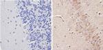 ADORA1 Antibody in Immunohistochemistry (Paraffin) (IHC (P))