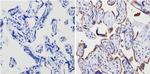 ADORA2A Antibody in Immunohistochemistry (Paraffin) (IHC (P))