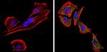 PCSK2 Antibody in Immunocytochemistry (ICC/IF)