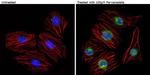 Phospho-Caveolin 2 (Tyr19) Antibody in Immunocytochemistry (ICC/IF)