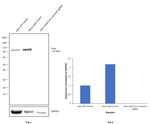 Furin Antibody in Western Blot (WB)