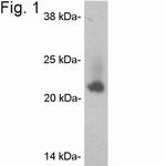 Caveolin 2 Antibody in Western Blot (WB)