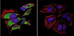 Caveolin 3 Antibody in Immunocytochemistry (ICC/IF)