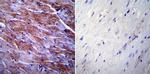 Caveolin 3 Antibody in Immunohistochemistry (Paraffin) (IHC (P))