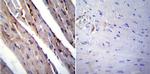 RAGE Antibody in Immunohistochemistry (Paraffin) (IHC (P))