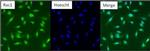 RAC1 Antibody in Immunocytochemistry (ICC/IF)