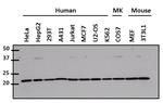 Cdc42 Antibody in Western Blot (WB)