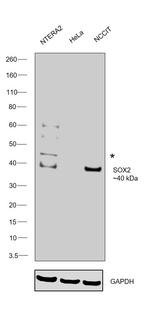 SOX2 Antibody in Western Blot (WB)