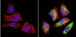 LIN28A Antibody in Immunocytochemistry (ICC/IF)