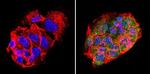 LIN28A Antibody in Immunocytochemistry (ICC/IF)