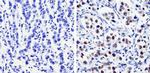 Nanog Antibody in Immunohistochemistry (Paraffin) (IHC (P))