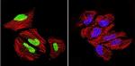 GATA1 Antibody in Immunocytochemistry (ICC/IF)